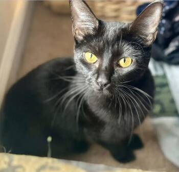 Domestic Short Hair Cats Available for Adoption - Princess Sookie | PetCurious