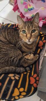 Domestic Short Hair Cats Available for Adoption in Wheaton, Illinois - Terry - Front Declawed | PetCurious