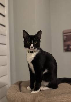 Rescue Domestic Short Hair Cats for Adoption in Brandon, Florida - Twilight | PetCurious