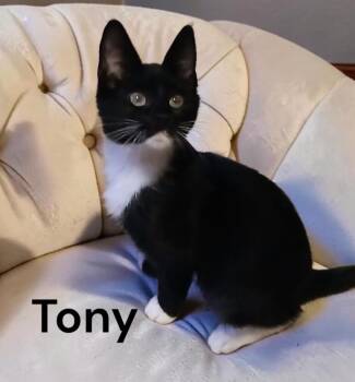 Tony -  Domestic Short Hair Cat for Adoption in Weems, Virginia - Tony | PetCurious