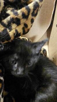 Domestic Short Hair Cats Available for Adoption - SALEM | PetCurious