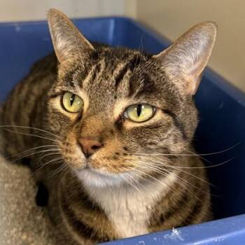 Domestic Short Hair Cats Available for Adoption - Pants | PetCurious