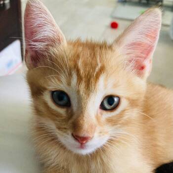 Domestic Short Hair Cats Available for Adoption in Riverside, California - Flynn | PetCurious