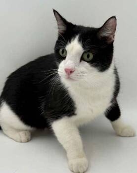 Oscar Meyer -  Domestic Short Hair Cat for Adoption in Bowling Green, Kentucky - Oscar Meyer | PetCurious