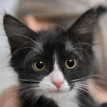 Frankenstein -  Domestic Short Hair Cat for Adoption in Redwood City, California - Frankenstein | PetCurious