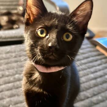 Rescue Domestic Short Hair Cats for Adoption in Lakewood, California - Duchess | PetCurious