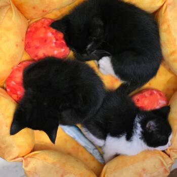 Domestic Short Hair Cats Available for Adoption in Falls Church, Virginia - Baxter | PetCurious