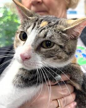 Robin -  Domestic Short Hair Cat for Adoption in Pomona, New York - Robin | PetCurious