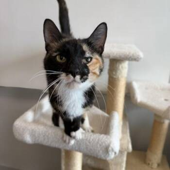 Ferrari -  Domestic Short Hair Cat for Adoption in Janesville, Wisconsin - Ferrari | PetCurious
