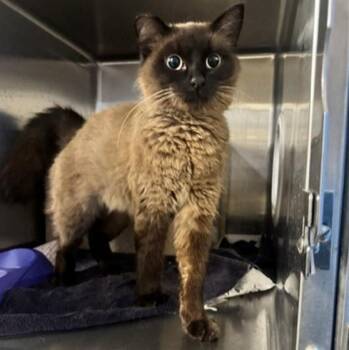 MERCI -  Domestic Short Hair Cat for Adoption in Anchorage, Alaska - MERCI | PetCurious