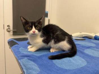 I Want Your Video -  Domestic Short Hair Cat for Adoption in Kansas City, Missouri - I Want Your Video | PetCurious