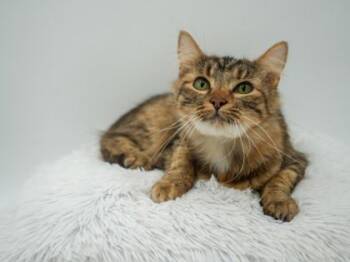 Rescue Domestic Long Hair and Domestic Short Hair Cats for Adoption in Bowling Green, Kentucky - Ess | PetCurious