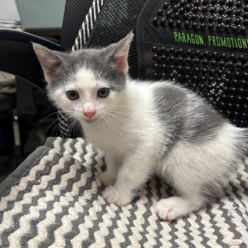 Domestic Short Hair Cats Available for Adoption in Evansville, Indiana - Munch | PetCurious