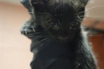 VIC -  Domestic Short Hair Cat for Adoption in Columbia, South Carolina - VIC | PetCurious