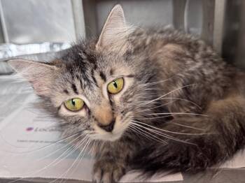Marigold -  Cornish Rex Cat for Adoption in Powell, Ohio - Marigold | PetCurious
