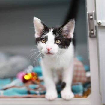 Defender -  Domestic Short Hair Cat for Adoption in Atlanta, Georgia - Defender | PetCurious