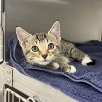 Maple -  Domestic Short Hair Cat for Adoption in Jupiter, Florida - Maple | PetCurious