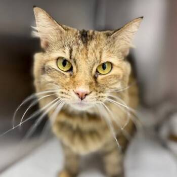 Tillie -  Domestic Medium Hair Cat for Adoption in Atlanta, Georgia - Tillie | PetCurious