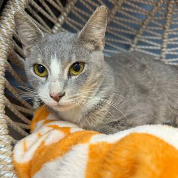 Rescue Domestic Short Hair Cats for Adoption in Pasadena, Maryland - Chess | PetCurious