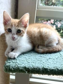 Domestic Short Hair and Tabby Cats Available for Adoption in Plano, Texas - Cinnamon | PetCurious