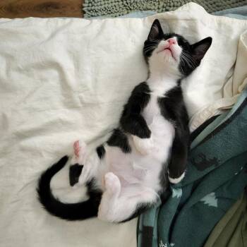 Monty -  Domestic Short Hair Cat for Adoption in Chicago, Illinois - Monty | PetCurious