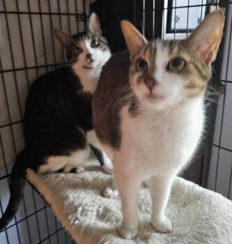 Domestic Short Hair Cats Available for Adoption in Ridgefield, Connecticut - Drizzle + Rain | PetCurious