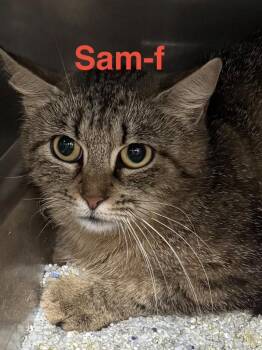 Tabby and Domestic Short Hair Cats Available for Adoption in Brookhaven, Mississippi - Sam 26 | PetCurious
