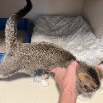 Willow -  Domestic Short Hair and Abyssinian Cat for Adoption in Normal, Illinois - Willow | PetCurious