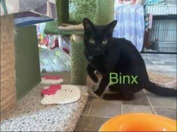 Domestic Short Hair Cats Available for Adoption in Breinigsville, Pennsylvania - Binx | PetCurious
