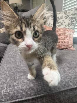 Sam Seaborn -  Domestic Medium Hair Cat for Adoption in Tucson, Arizona - Sam Seaborn | PetCurious