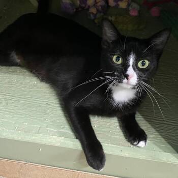 Tabitha -  Domestic Short Hair Cat for Adoption in Denison, Texas - Tabitha | PetCurious