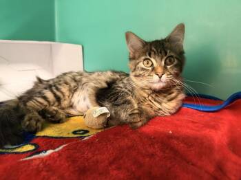 Eleanor -  Domestic Long Hair Cat for Adoption in Topeka, Kansas - Eleanor | PetCurious