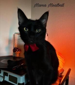 Domestic Short Hair Cats Available for Adoption in Fort Worth, Texas - Mama Meatball (pre Adopt) | PetCurious