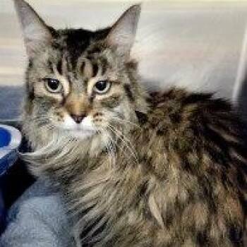 Maine Coon and Domestic Long Hair Cats Available for Adoption - TOBY | PetCurious