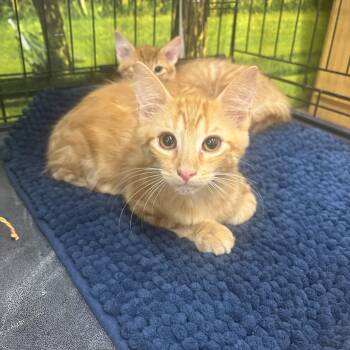 Rufus -  Domestic Medium Hair Cat for Adoption in Statesboro, Georgia - Rufus | PetCurious