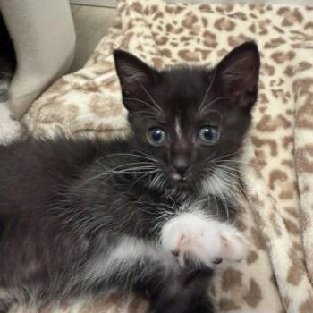 Onyx -  Domestic Short Hair Cat for Adoption in Englewood, Florida - Onyx | PetCurious