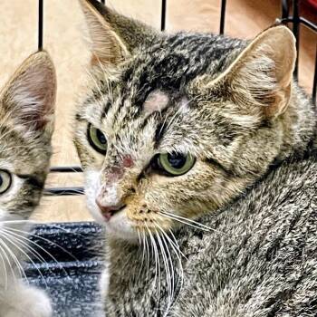 Lizzie Rose -  Domestic Short Hair Cat for Adoption in Lyndhurst, Virginia - Lizzie Rose | PetCurious