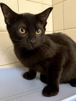 Max -  Domestic Short Hair Cat for Adoption in San Antonio, Texas - Max | PetCurious