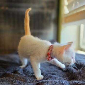 Siamese and Domestic Short Hair Cats Available for Adoption in Fort Worth, Texas - Ember | PetCurious