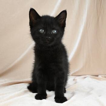 Kirby -  Domestic Short Hair Cat for Adoption in Mobile, Alabama - Kirby | PetCurious