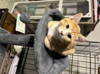 Rescue Tabby Cats for Adoption in Maitland, Florida - Bill | PetCurious