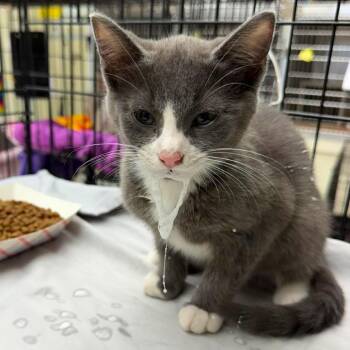 Valerie 26-07-127 -  Domestic Short Hair Cat for Adoption in Bastrop, Texas - Valerie 26-07-127 | PetCurious