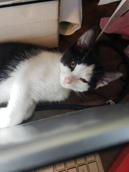 Grainey -  Domestic Short Hair Cat for Adoption in Salt Point, New York - Grainey | PetCurious