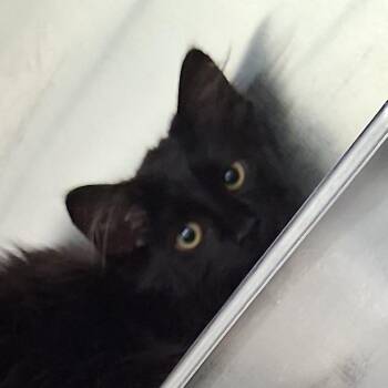 Ernest -  Domestic Short Hair Cat for Adoption in Auburn, Alabama - Ernest | PetCurious