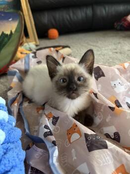 Kiwi -  Siamese Cat for Adoption in Lafayette, Colorado - Kiwi | PetCurious
