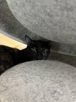 Hazel -  Domestic Short Hair Cat for Adoption in Kalamazoo, Michigan - Hazel | PetCurious