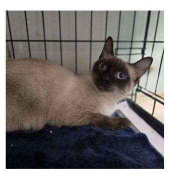 Dara -  Siamese Cat for Adoption in Madison, Wisconsin - Dara | PetCurious