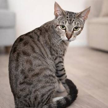 American Shorthair Cats Available for Adoption in Houston, Texas - Toni | PetCurious