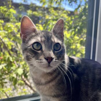 Mimo -  Tabby Cat for Adoption in Montreal, Quebec - Mimo | PetCurious