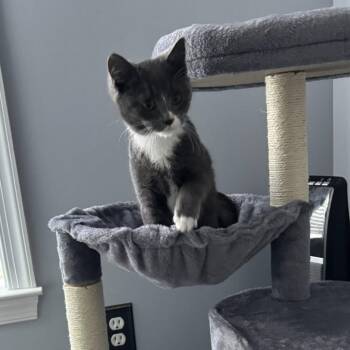 Domestic Short Hair Cats Available for Adoption - Cupid | PetCurious